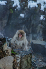 Travel Asia. Red-cheeked monkey. Monkey in a natural onsen hot spring , located in Snow Monkey. Hakodate Nagano, Japan.