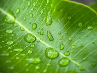 Selective focus view of beautiful water droplet on a green leaf with blurred background. Macro photography.