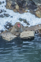Travel Asia. Red-cheeked monkey. Monkey in a natural onsen hot spring , located in Snow Monkey. Hakodate Nagano, Japan.