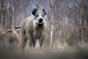 Wild boar close up ( Sus scrofa )