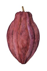 Botanical illustrations. Watercolor cocoa fruits highlighted on a white background. Exotic cocoa plants, an ingredient for cooking and cosmetics.