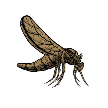 Mosquito illustration clipart.