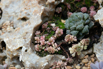 Close up Succulent design and planning for Modern Lifestyle