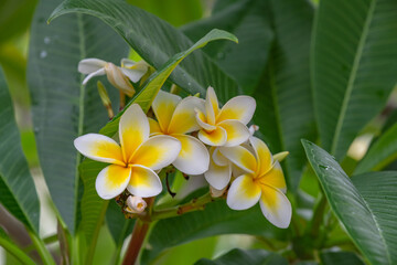 Fototapeta premium White and yellow frangipani flowers on the tree in light rain