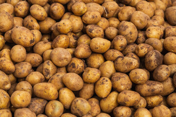 Fresh organic brown unpeeled potatoes on a fresh market, background. Potato texture. Lots of organic vegetables
