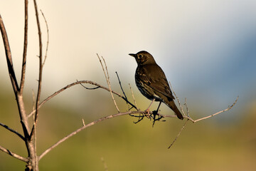 zorzal común (Turdus philomelos) posado en una rama,​ Málaga Andalucía España	
