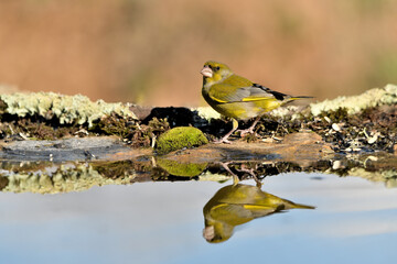 verderón europeo o verderón común macho reflejado en el agua con fondos ocres y verdes (Chloris...