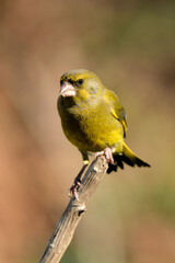 verderón europeo o verderón común macho sobre una rama con fondos ocres y verdes (Chloris chloris) Málaga Andalucía España	