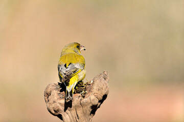 verderón europeo o verderón común macho sobre un tronco con fondos ocres y verdes (Chloris...