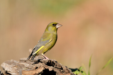 verderón europeo o verderón común macho posado en el suelo sobre un viejo tronco con fondos ocres y verdes (Chloris chloris) Málaga Andalucía España	