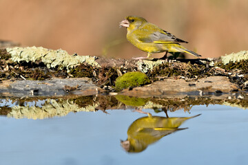 verderón europeo o verderón común macho reflejado en el estanque​ (Chloris chloris)