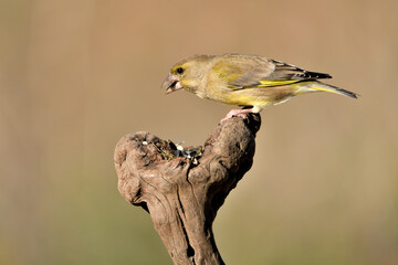 verderón europeo o verderón común hembra posada en un tronco seco y comiendo semillas (Chloris chloris) Málaga Andalucía España	