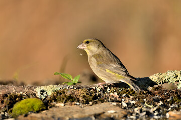 verderón europeo o verderón común hembra​​ en el suelo del parque (Chloris chloris) Málaga Andalucía España	