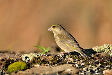 verderón europeo o verderón común hembra​​ en el suelo del parque (Chloris chloris) Málaga Andalucía España	