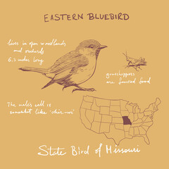 USA birds illustration. United States of America greeting card. Eastern Bluebird Ink drawing