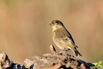  verderón europeo o verderón común​​ posado en una rama (Chloris chloris) Málaga Andalucía España