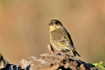  verderón europeo o verderón común​​ posado en una rama (Chloris chloris) Málaga Andalucía...