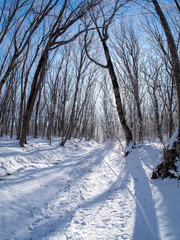 snow covered trees