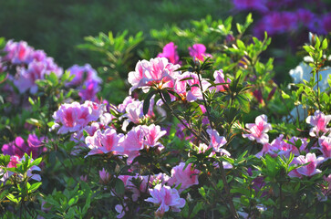 a blooming pink rhododendron flowers in a garden in spring
