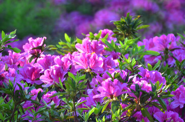 a blooming pink rhododendron flowers in a garden in spring