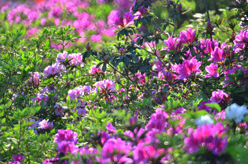 a blooming pink rhododendron flowers in a garden in spring