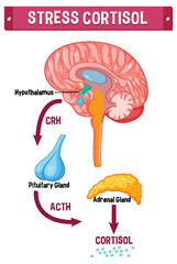 Stress cortisol system scheme