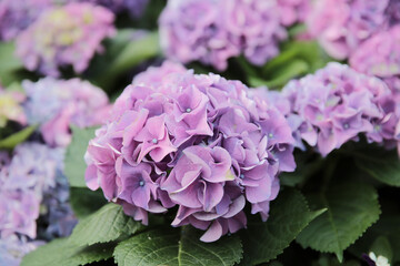 a nature concept, the flower at the garden