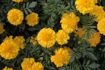 a nature concept, the flower at the garden