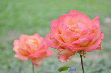 a garden rose, roses in the garden