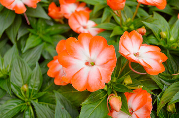 Beautiful red small flower in garden, stock photo.