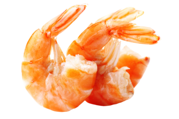 Shrimps isolated