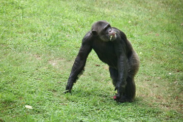 Silver Back Gorilla Searching Food