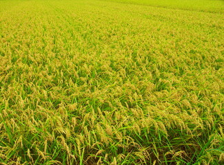夏の豊作の田んぼ風景