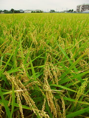 郊外の夏の豊作の田んぼ風景