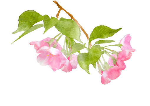 和風イメージの桜の装飾イラスト、春のイラスト