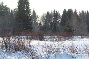 Mixed forests of northeastern Europe in winter