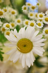 delicate chamomile flowers. beautiful daisies in defocus. beautiful flower background