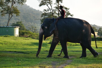Fototapeta premium elephants in the Forest