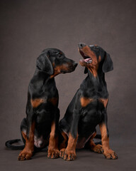 two doberman puppies are sitting and plays. Dog on a brown canvas background in studio