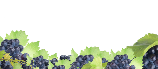 Frame of grape fruit isolated