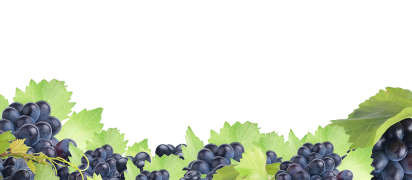 Frame of grape fruit isolated