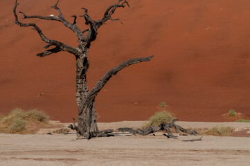 Landscape shot of the iconic dead trees of the Namibian deadvlei area.