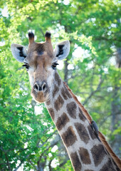 Giraffe