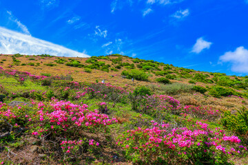 대한민국 제주도에 있는 한라산에 철쭉 꽃이 활짝 핀 
아름다운 봄 풍경이다.