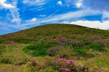 대한민국 제주도에 있는 한라산에 철쭉 꽃이 활짝 핀 
아름다운 봄 풍경이다.