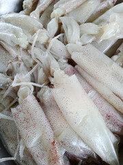 fresh squid prepared on background