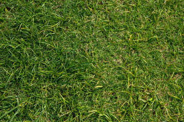 Authentic grass texture background Top view of grass garden Idea concept used for making green backdrop, lawn for training football pitch, Grass Golf Courses green lawn pattern textured background.