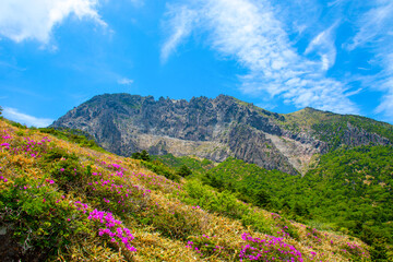 Fototapeta na wymiar 대한민국 제주도에 있는 한라산에 철쭉 꽃이 활짝 핀 아름다운 봄 풍경이다.