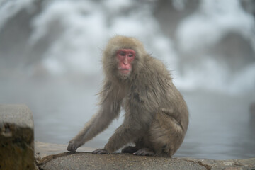 japanese macaque onsen snow