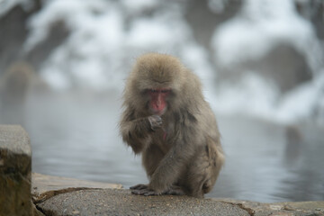 japanese macaque onsen snow